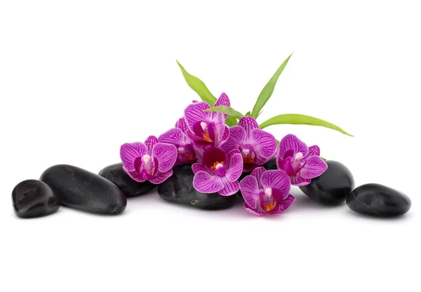 Galets zen et fleurs d'orchidées — Photo