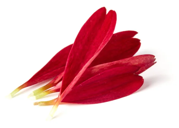 Rode chrysant bloemblaadjes — Stockfoto
