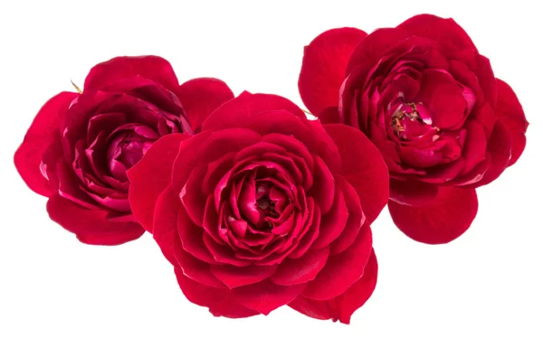 Букет цветов роз — стоковое фото