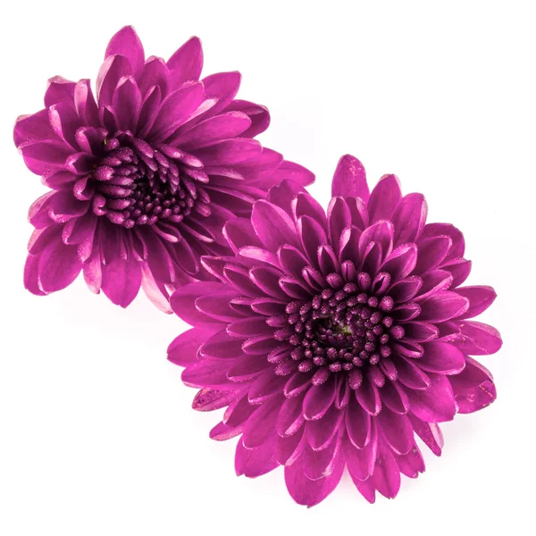 Fleurs de chrysanthème lilas — Photo