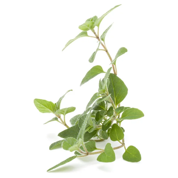 Oregano- oder Majoranblätter — Stockfoto