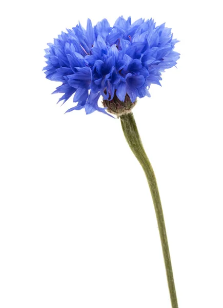 Blaues Kornblumenkraut — Stockfoto