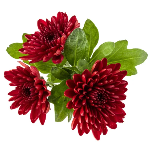 Rote Chrysanthemenblüten — Stockfoto