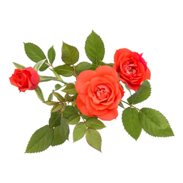 Mazzo di fiori di rosa — Foto Stock