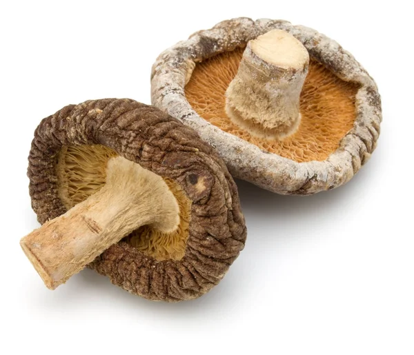 Cogumelos shiitake secos — Fotografia de Stock