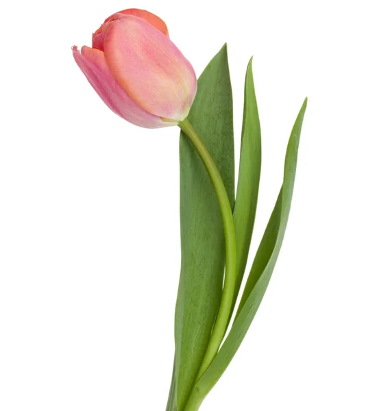 Roze tulp bloem — Stockfoto