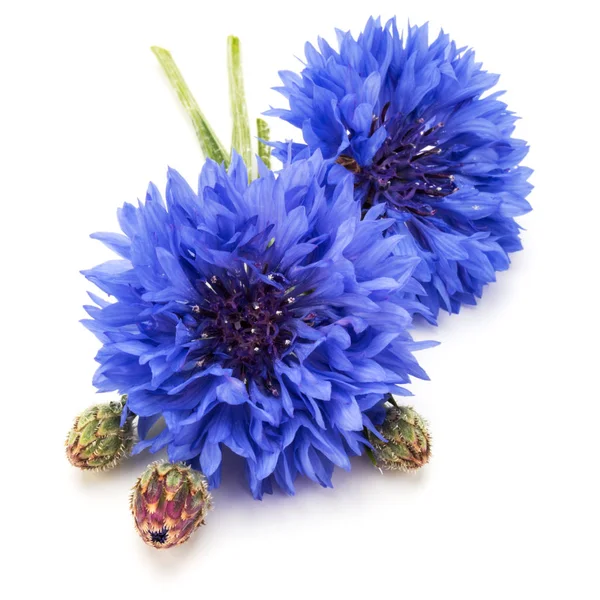 Blauwe korenbloemen boeket — Stockfoto