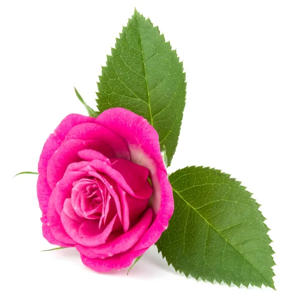 분홍빛 꽃 — 스톡 사진