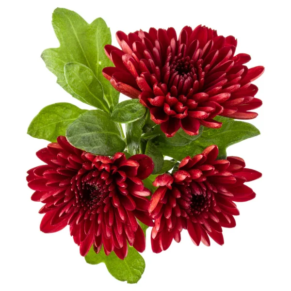 Fleurs de chrysanthème rouge — Photo