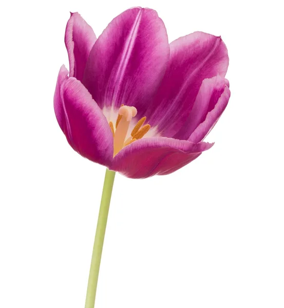 Flor de tulipa lilás — Fotografia de Stock