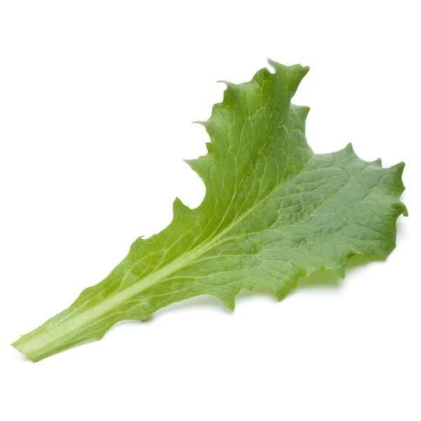Цикорій зеленого листя — стокове фото