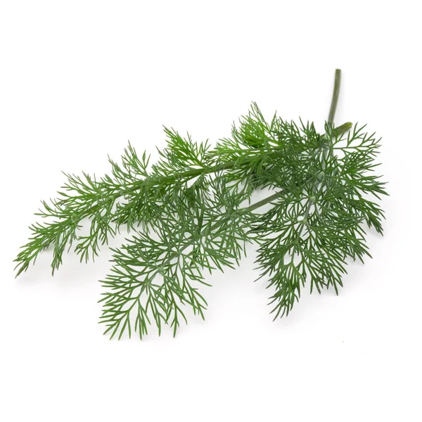 Branch of green dill Royalty Free Stock Images