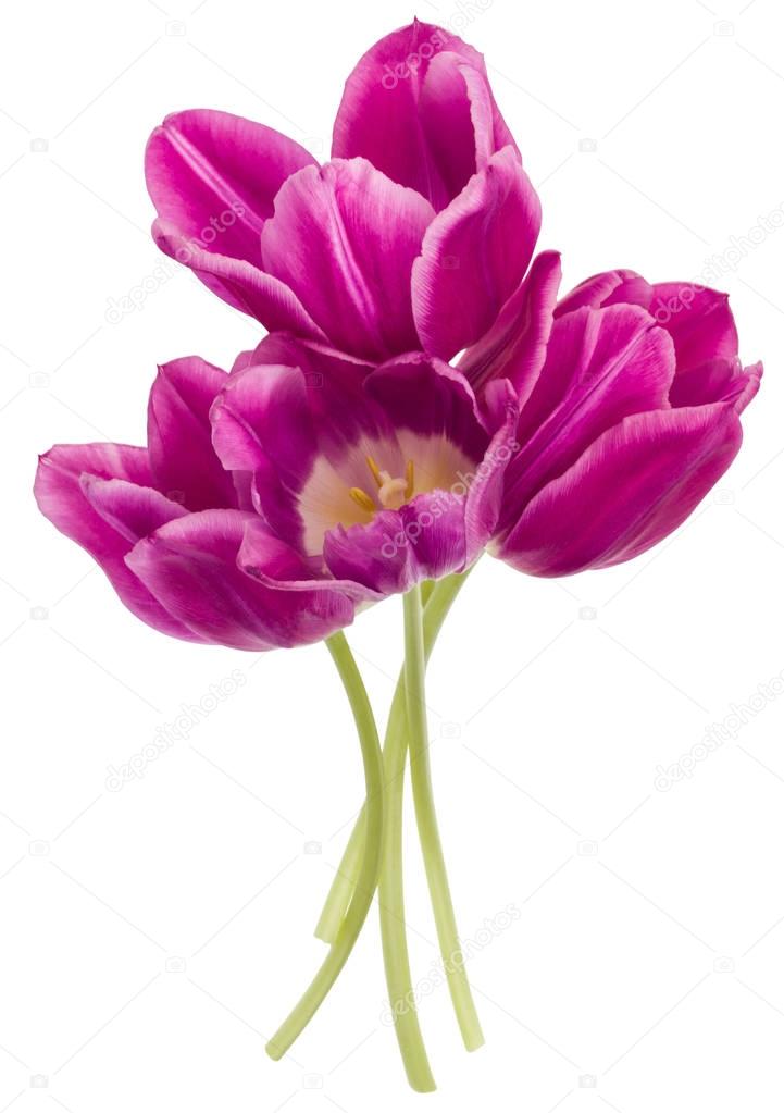Lilac tulip flowers 