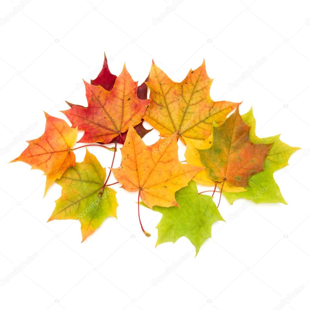 Colorful autumn maple leaves