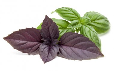  Taze yeşil ve kırmızı fesleğen