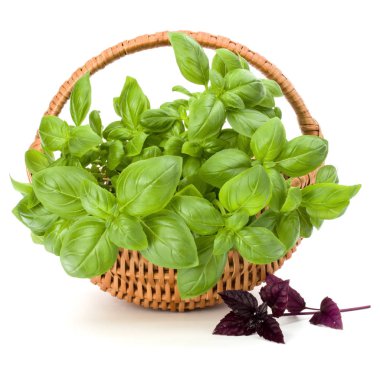 Hasır sepet fesleğen 