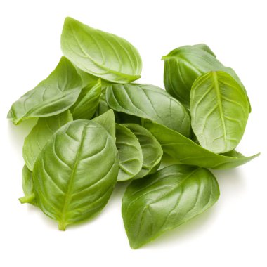 Fesleğen bitki yaprakları 