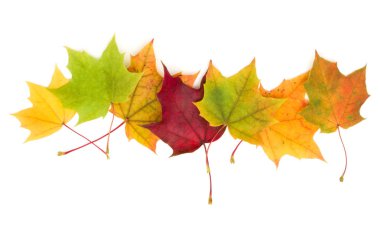 Sonbahar akçaağaç yaprakları