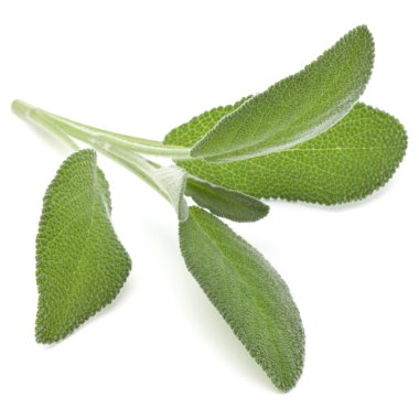 beyaz adaçayı yaprakları 