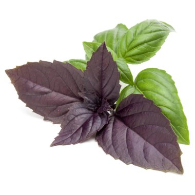  Taze yeşil ve kırmızı fesleğen