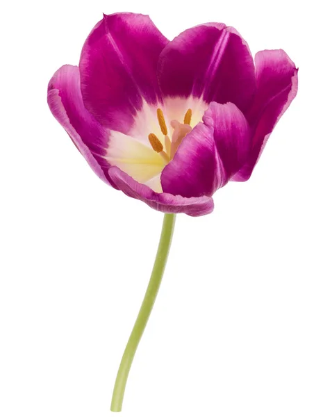 Un fiore di tulipano lilla — Foto Stock