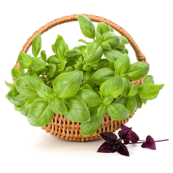 Hasır sepet fesleğen 