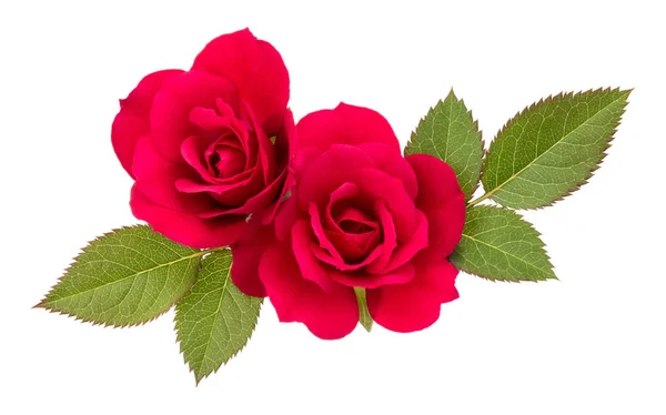 Fleurs roses rouges — Photo