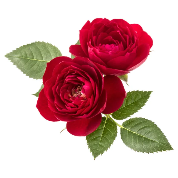 Vörös rózsa virágok — Stock Fotó