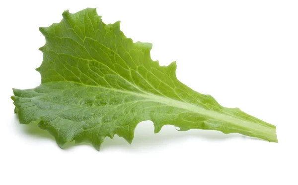 Verse andijvie salade blad — Stockfoto
