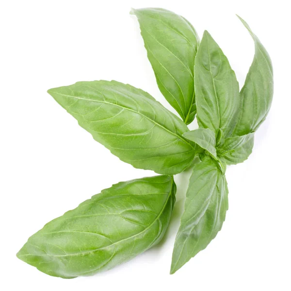 Sweet basil herb leaves — Stock Photo, Image