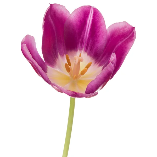Fiore di tulipano lilla — Foto Stock