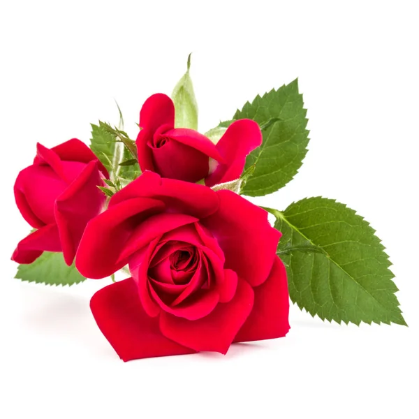 Flores de rosa roja — Foto de Stock