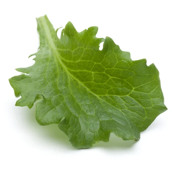 Fresh endive salad leaf — Stock Photo, Image