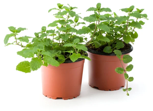 Erva de hortelã-pimenta crescendo em vasos de plantas — Fotografia de Stock