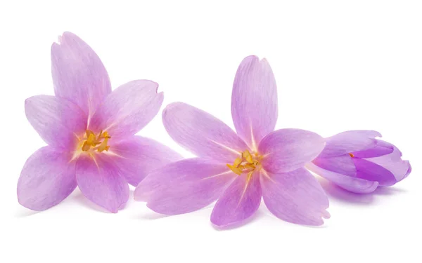 Lila crocus blommor — Stockfoto