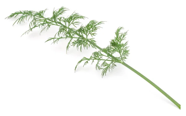 Fresh green dill — Stock Photo, Image