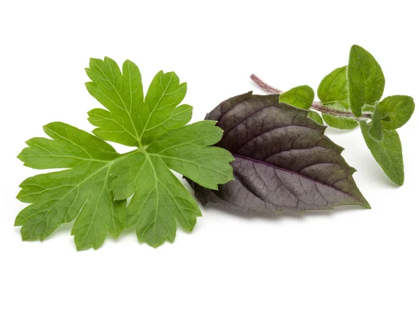 Fresh herb leaves variety — Stock Photo, Image