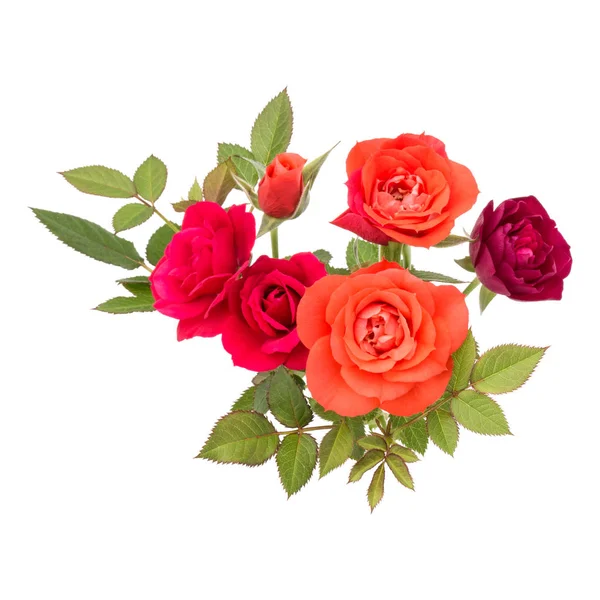 Kleurrijke roze bloemen — Stockfoto