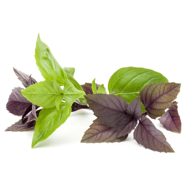 Fresh green and red basil — Stock Photo, Image