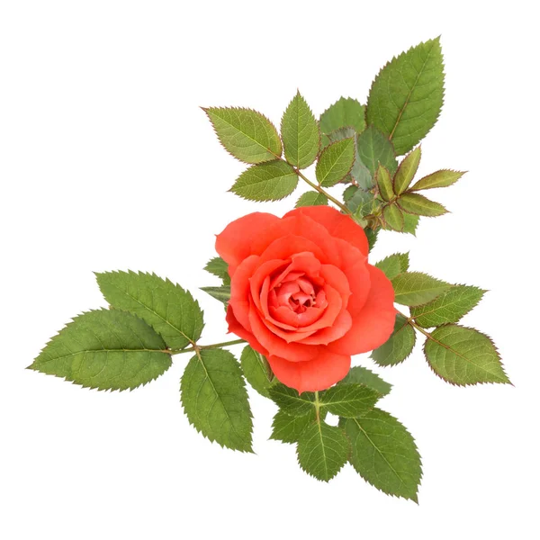 Fleur de rose orange avec des feuilles — Photo