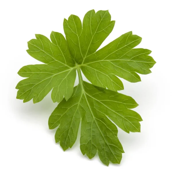 Świeża natka pietruszki zioło — Zdjęcie stockowe