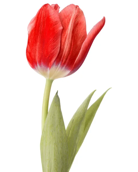 Vörös tulipán virág — Stock Fotó