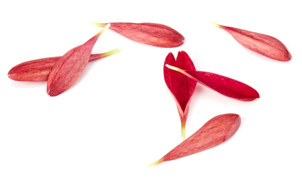 Krysanteemi Kukan terälehdet — kuvapankkivalokuva