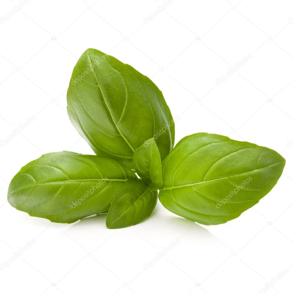 Sweet basil herb leaves 