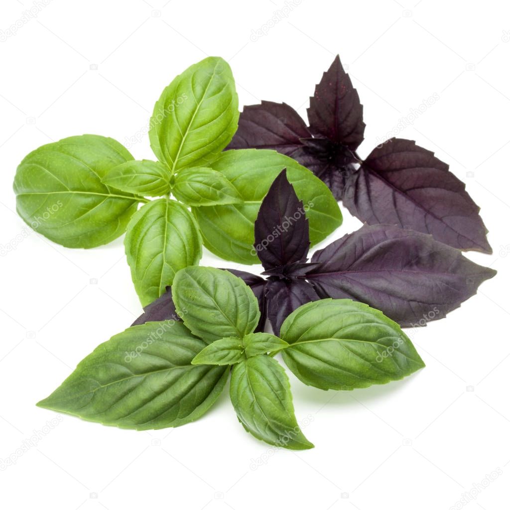  fresh green and red basil