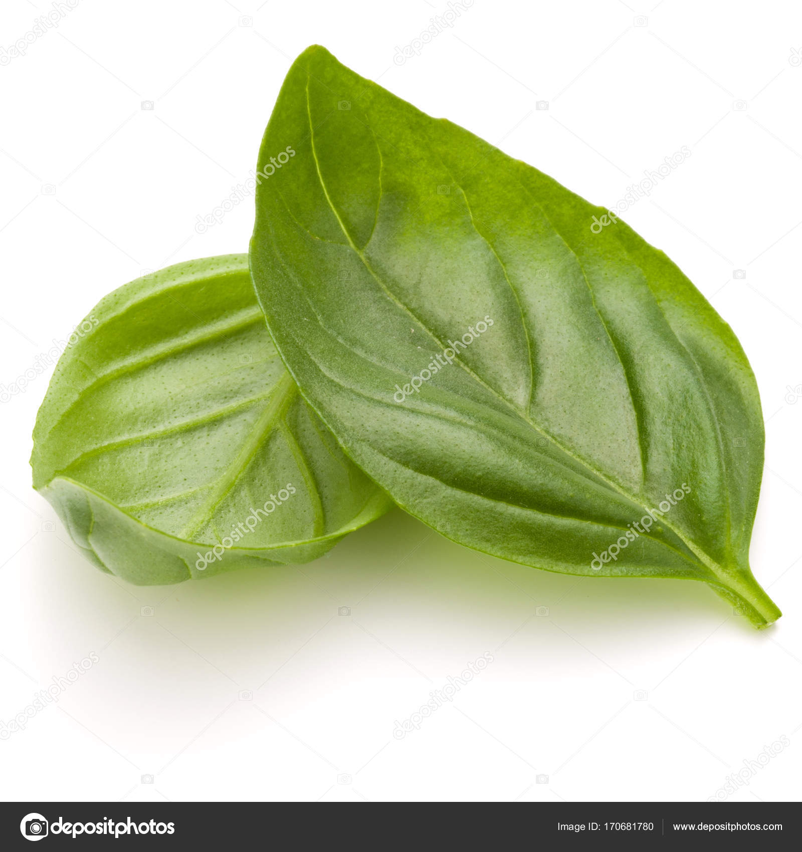 Sweet basil herb leaves Stock Photo by ©natika 170681780