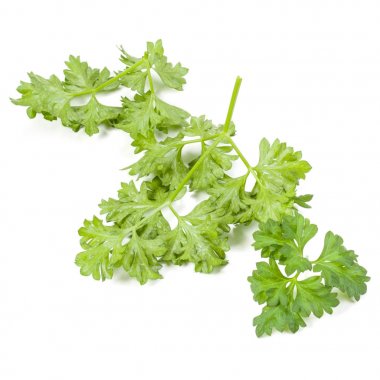 taze maydanoz bitki yaprakları