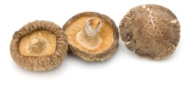 shiitake mantar kurutulmuş