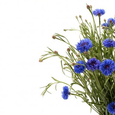  Bekarlığa veda düğmesini çiçekler