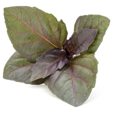 taze kırmızı fesleğen bitki yaprakları 